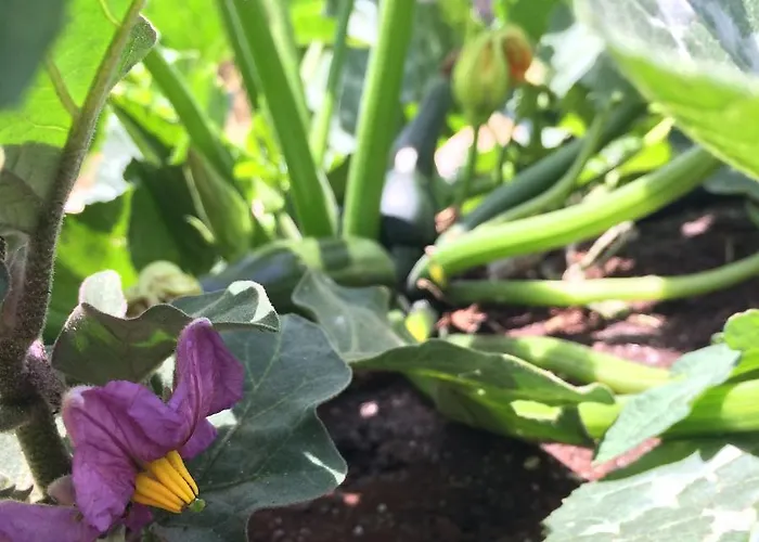 فندق مبيت وإفطار Elemental إيريسييرا